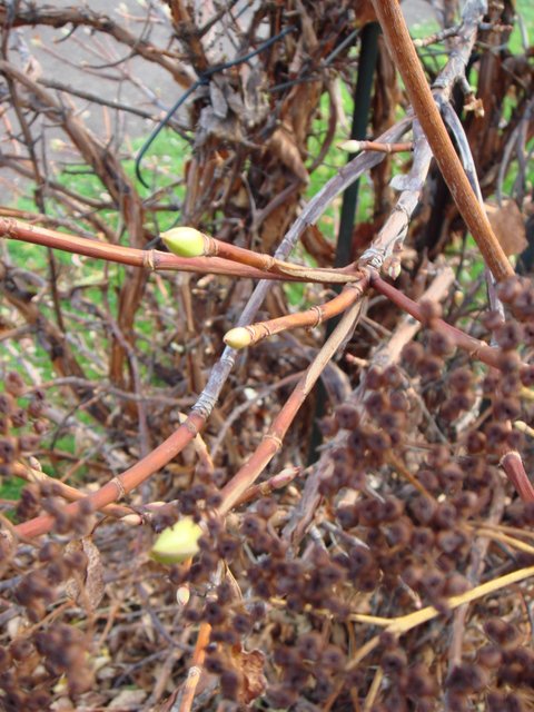 Hydrangea petiolaris bourgeons